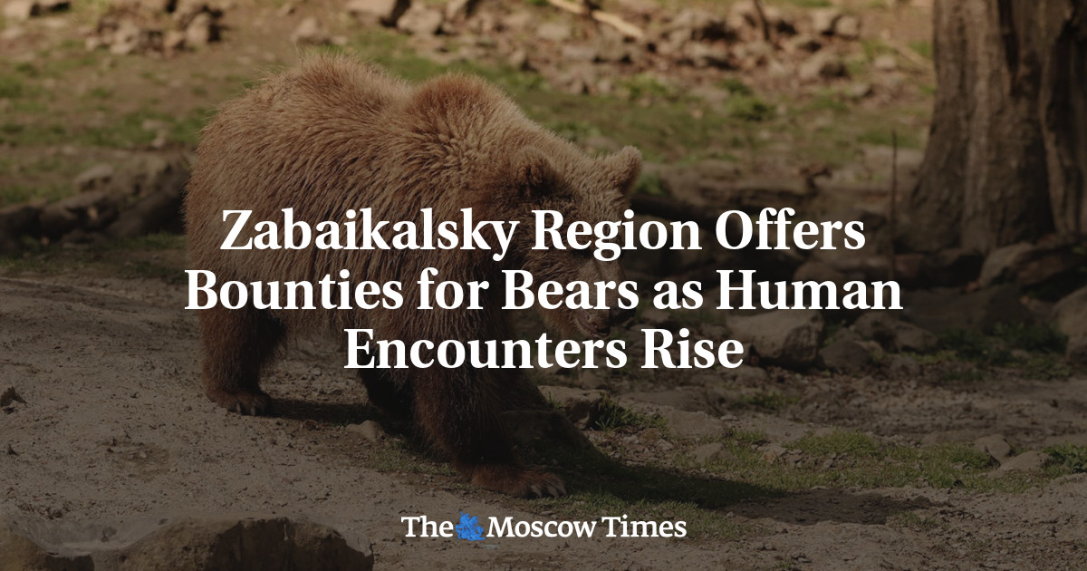 Zabaikalsky Region Offers Bounties for Bears as Human Encounters Rise