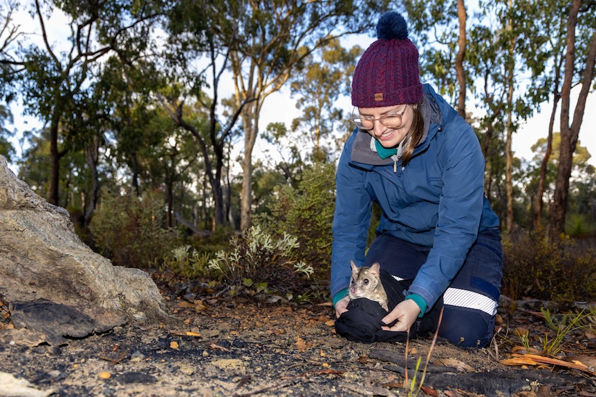 A woman smiles as she holds a quoll wrapped in a blanket on the ground of a bush land area