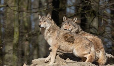 Grey wolves