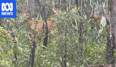 Cows found on Snapper Island in Far North Queensland national park