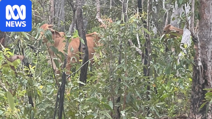 Cows found on Snapper Island in Far North Queensland national park