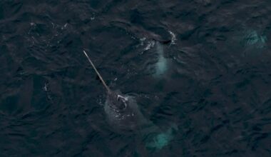 Narwhal