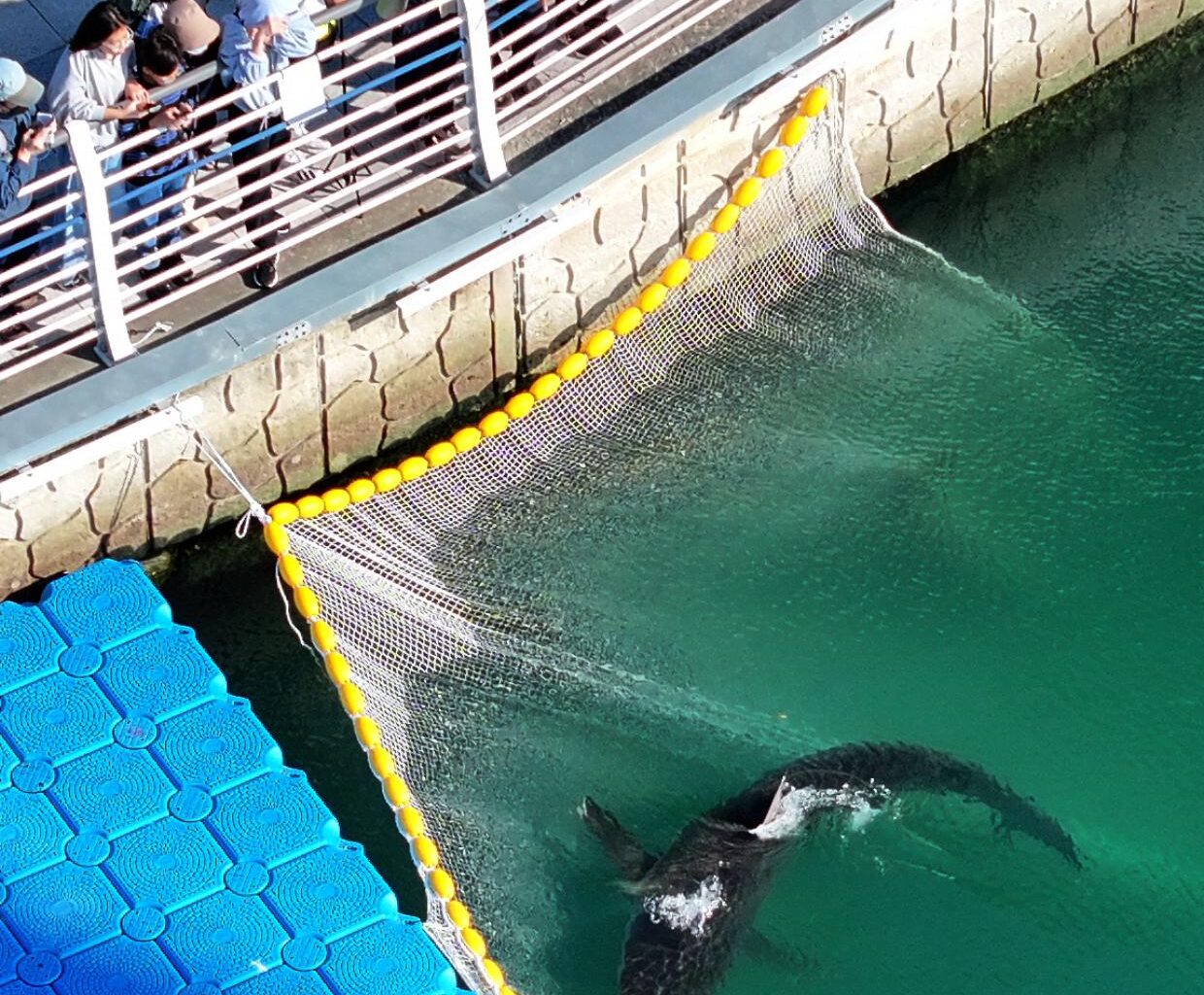 South Korean officials free a shark trapped in Busan canal - Stuff
