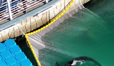 South Korean officials free a shark trapped in Busan canal - Stuff