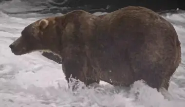 The final showdown of Alaska's Fat Bear Week is between these two units - Stuff