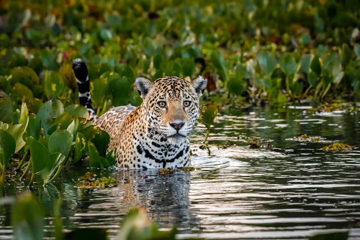 Jaguar in the Pantanal