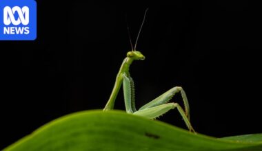 Naughty orangutans and primping praying mantis captured in Comedy Wildlife Photography Awards