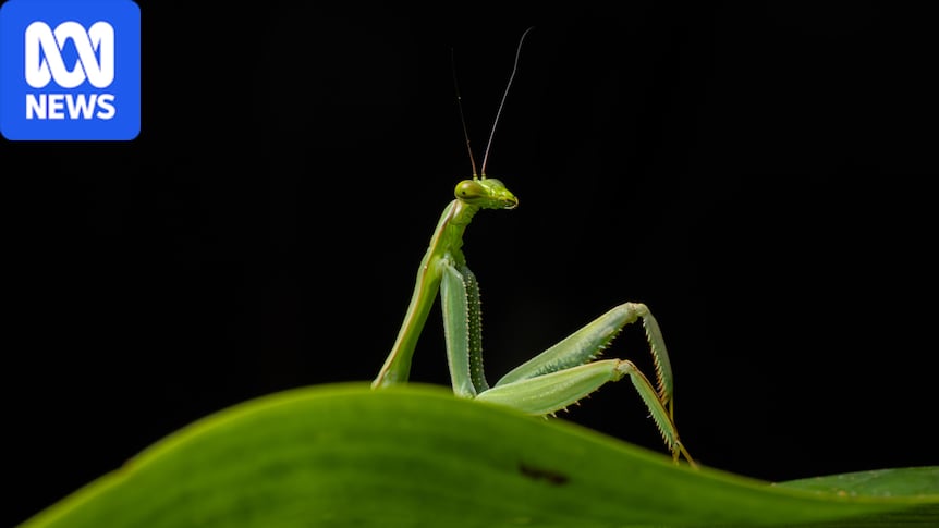 Naughty orangutans and primping praying mantis captured in Comedy Wildlife Photography Awards