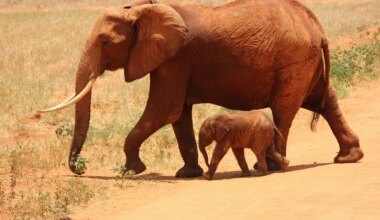 Botswana Faces Backlash Over Killing Of 23 Elephants For Independence Feast