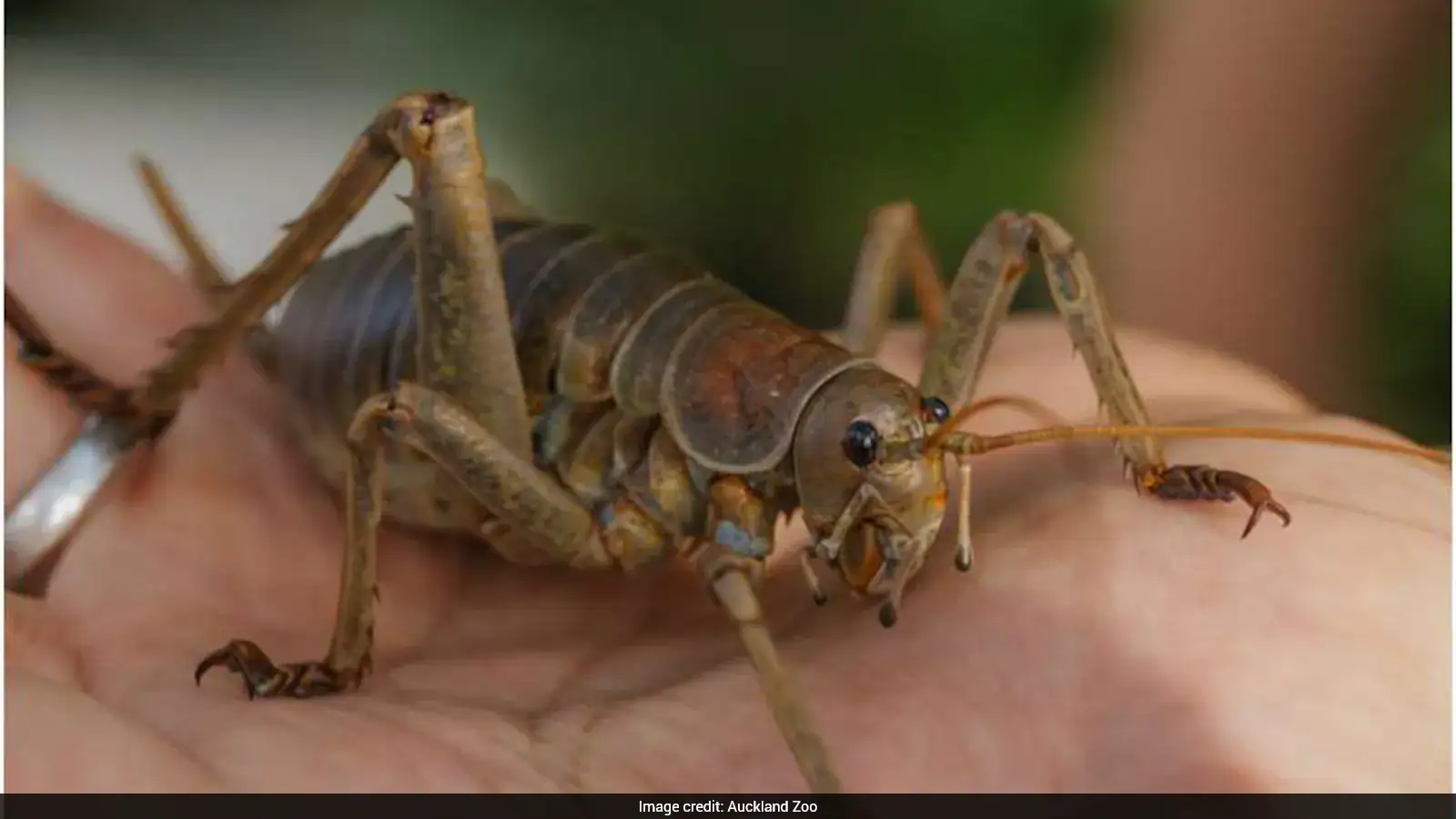 15-Year Conservation Effort Saves World's Heaviest Insect Species