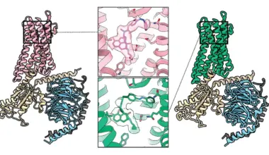 A light-activated morphine derivative relieves pain in mice