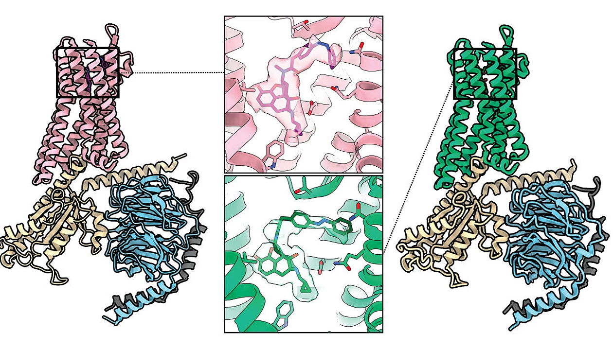 A light-activated morphine derivative relieves pain in mice