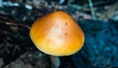 Pāpāmoa man Ben Mayo sentenced for possession, cultivation, and supply of magic mushrooms