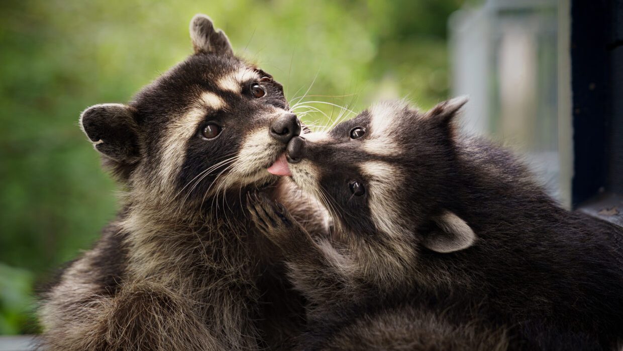 Vancouver Island photographers win 2nd, 3rd place in SPCA photo contest