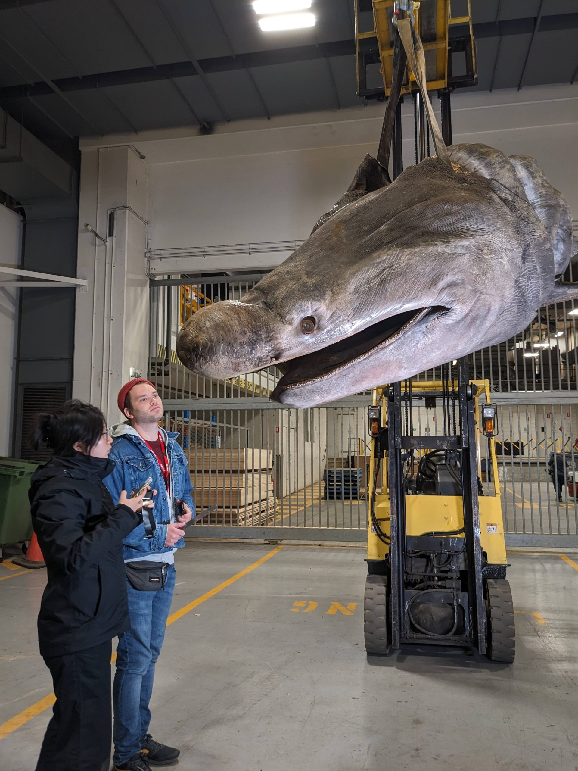 Basking shark head