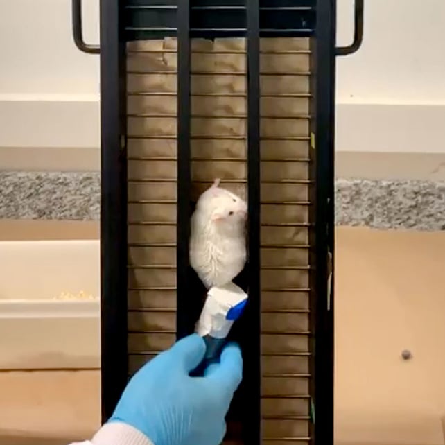 Mouse staircase