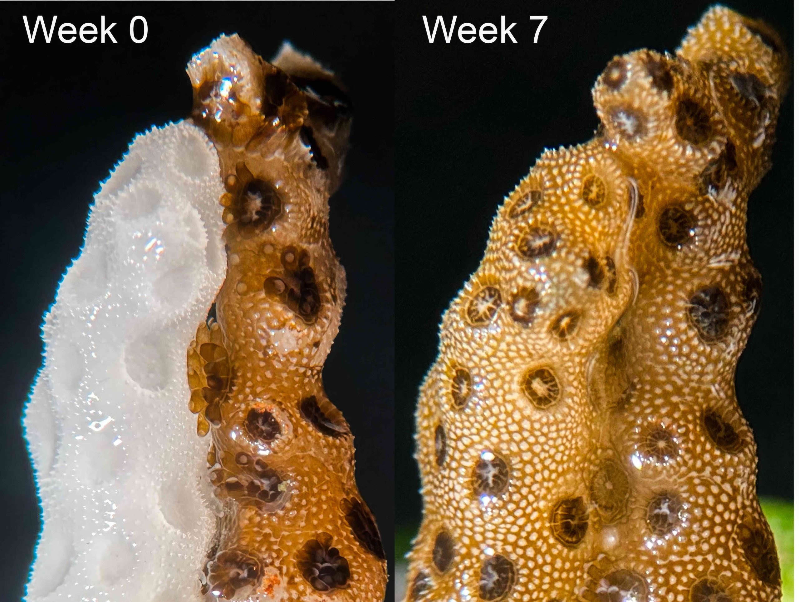 Coral bleaching recovery via symbiont transfer from healthy corals