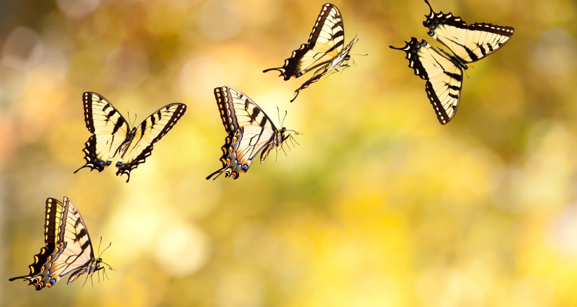 Researchers filmed butterflies at over 1,000 frames per second. The results suggest butterfly wings aren’t just pretty; they’re optical illusions