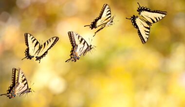 Researchers filmed butterflies at over 1,000 frames per second. The results suggest butterfly wings aren’t just pretty; they’re optical illusions