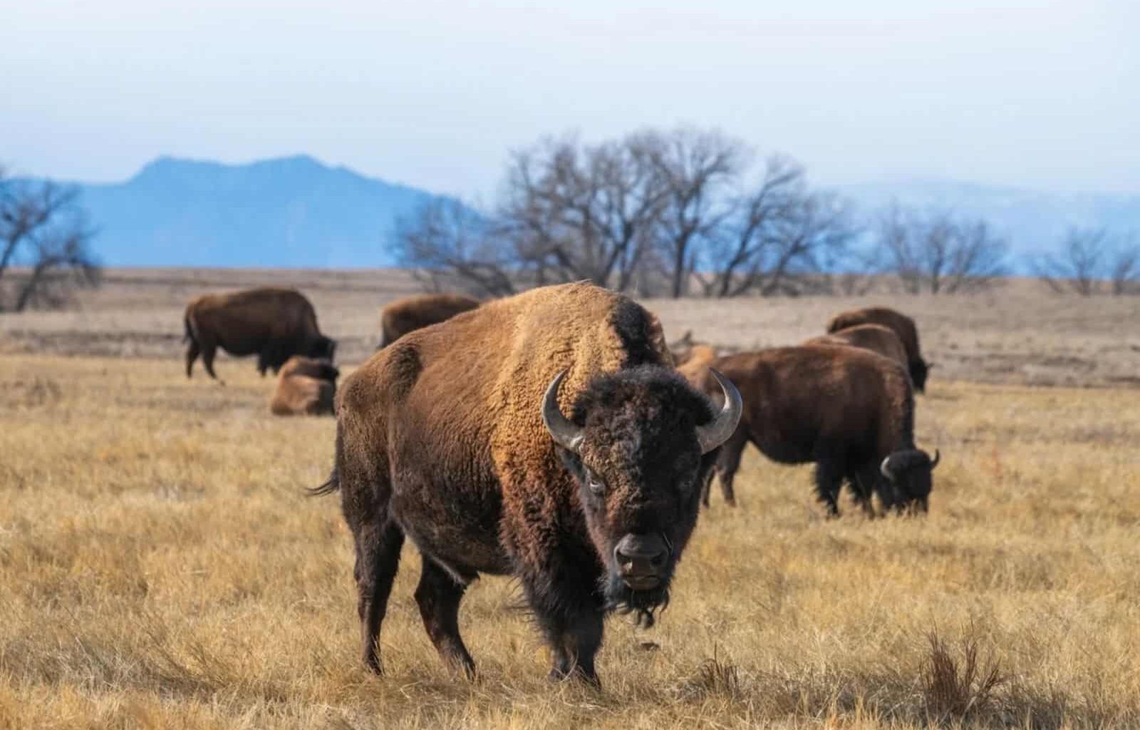 300 Bison Were Released In Oklahoma In 1993, And Now More Than 2,000 Roam The Prairie