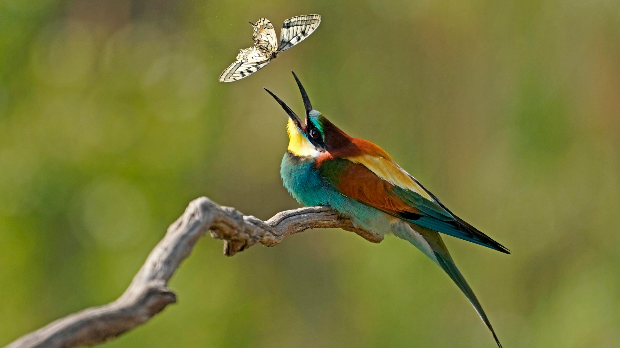 European bee-eater (Merops apiaster) catches butterfly on branch, Rhineland-Palatinate, Germany