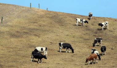 Canterbury farmers brace for potentially brutal El Niño summer as drought memories linger