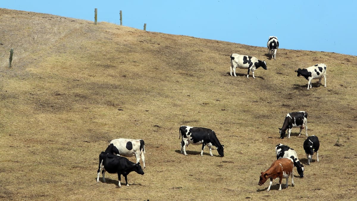 Canterbury farmers brace for potentially brutal El Niño summer as drought memories linger