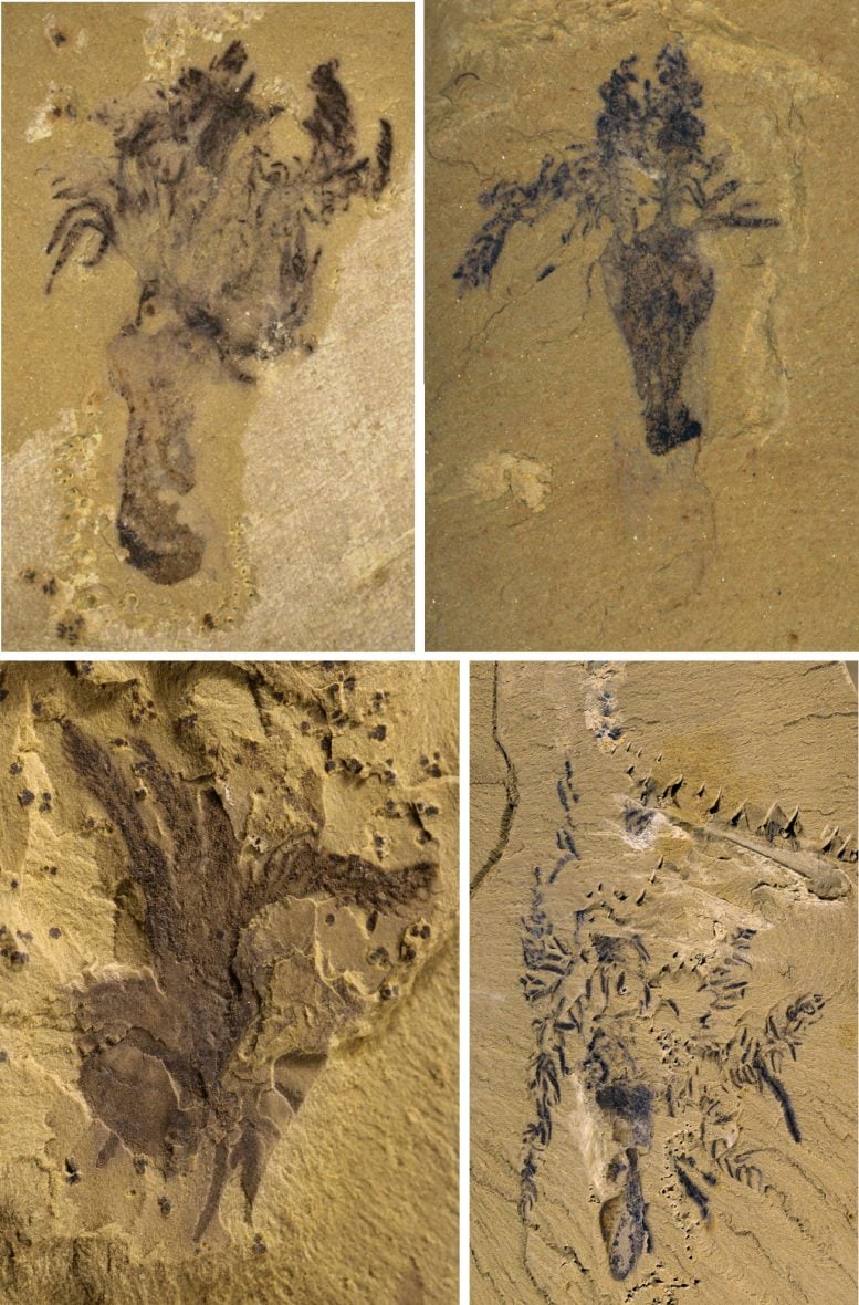 Fossils of Yujingia Glutenotunica