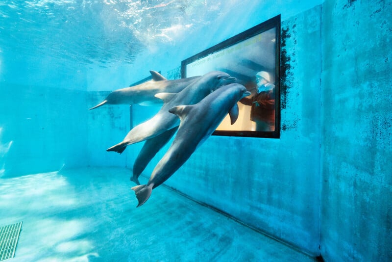 Three dolphins swim toward a glass viewing window where a person is standing and looking back at them.