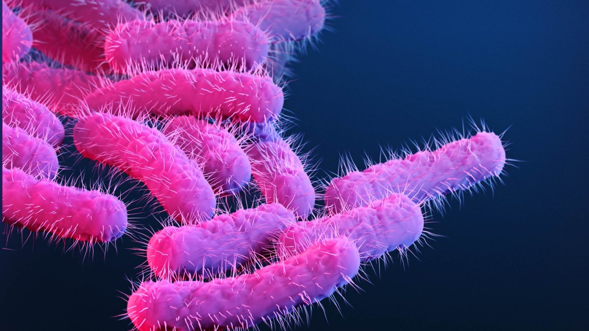 CDC report warns drug-resistant germs are ‘urgent’ threats – NBC Chicago