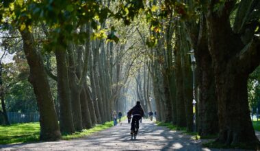 Pampered city trees handle stress better than their country cousins