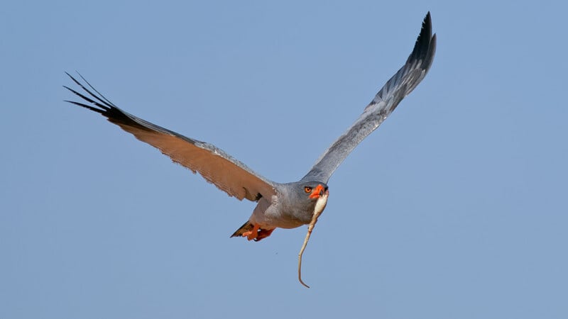 A grey bird of prey with bright orange eyes and a red beak flies against a clear blue sky, carrying a long, thin snake in its talons.