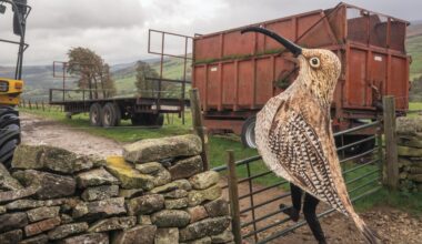 A man in a brown spotted Eurasian curlew bird costume opens a gate on a farm.