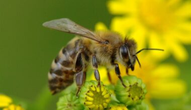 Vegan honey could match powerful antimicrobial properties of mānuka