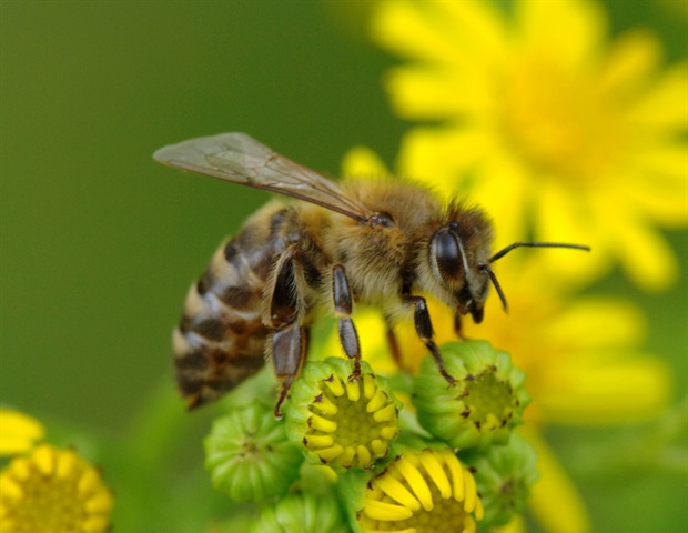 Vegan honey could match powerful antimicrobial properties of mānuka