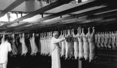 Pastures Past: Manpower, machinery and meetings at New Zealand’s freezing works