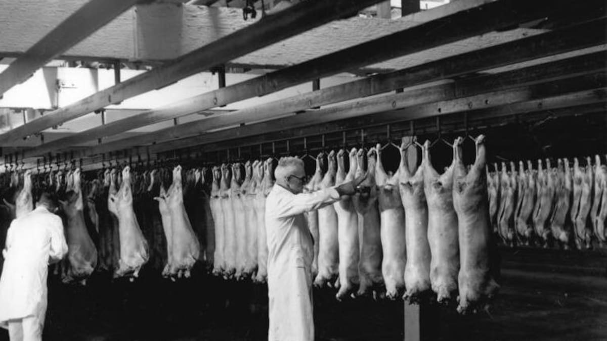Pastures Past: Manpower, machinery and meetings at New Zealand’s freezing works
