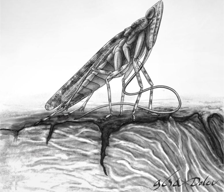 Illustration of Cretoduros Noonoo