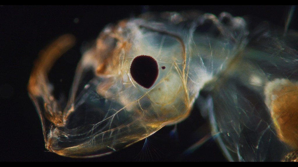 Joshua Oppenheimer's 'The Revolution Against Death' Acquired by NYT Op-Docs
