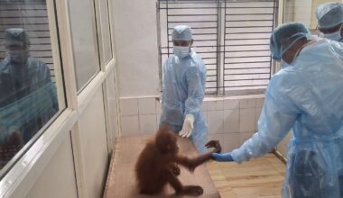 Baby orangutans in India expose illegal wildlife trade as experts question a billionaire’s zoo