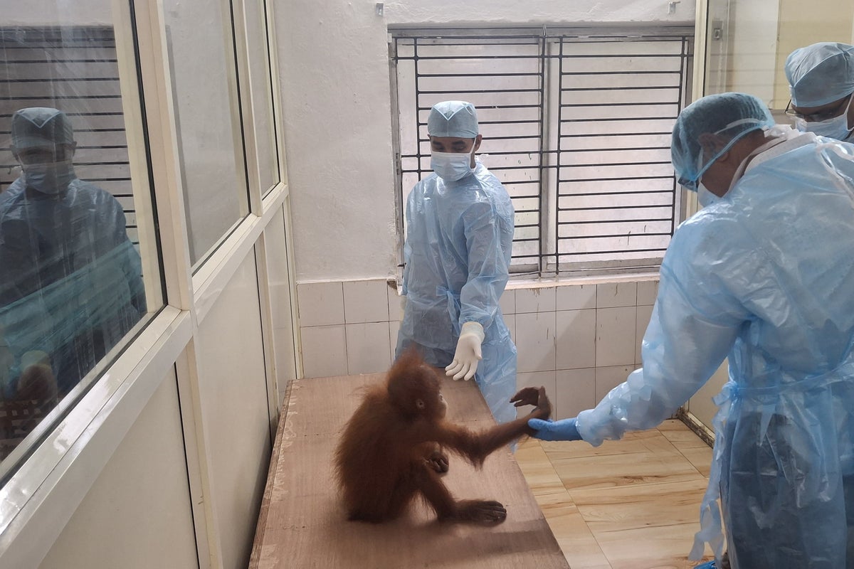 Baby orangutans in India expose illegal wildlife trade as experts question a billionaire’s zoo