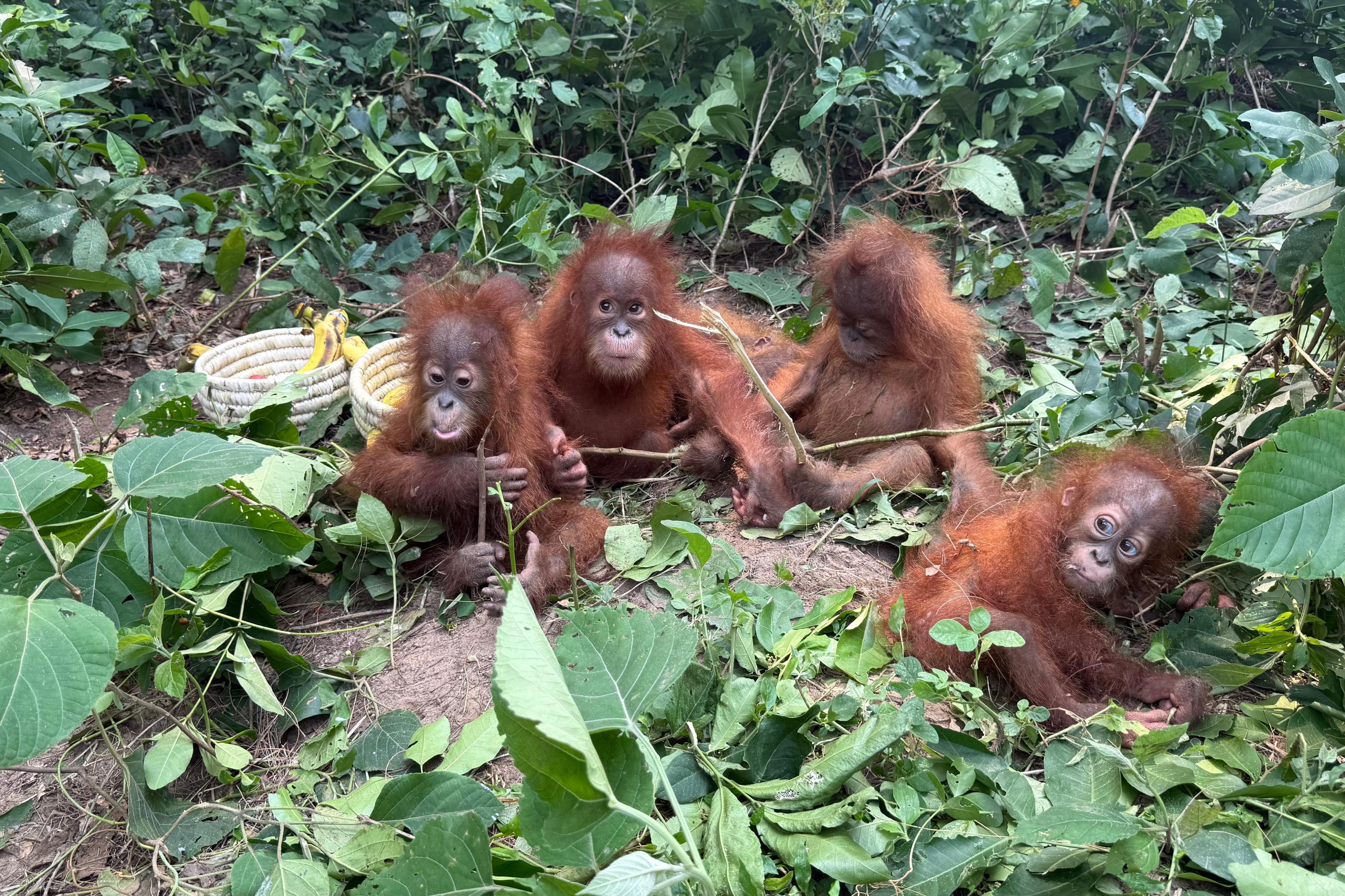 Rescued baby orangutans huddle together in Bhograi village in Balasore district of Odisha, India