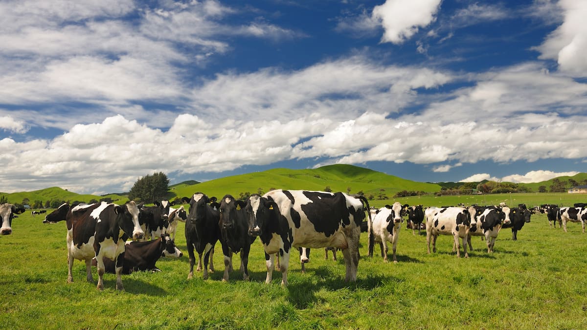 Tribunal rejects dairy worker’s residency appeal over murder charge non-disclosure