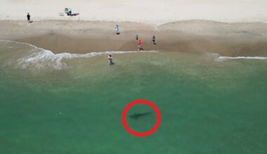 Summer sharks: Bronze whaler spotted only 20m from people on Pāpāmoa Beach in Tauranga