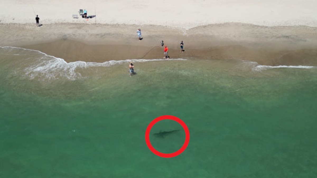 Summer sharks: Bronze whaler spotted only 20m from people on Pāpāmoa Beach in Tauranga