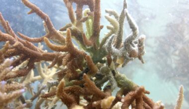 Nearly all coral reefs risk collapse in 50 years – IUCN