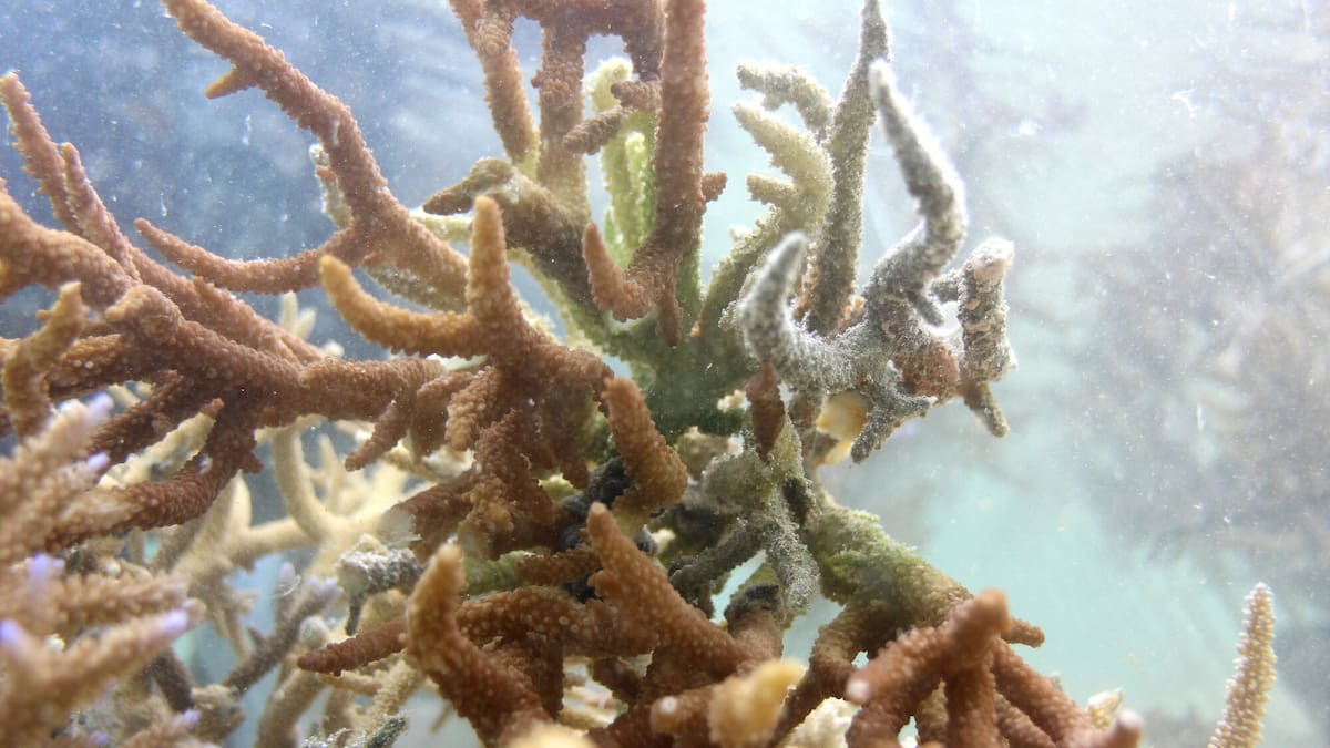 Nearly all coral reefs risk collapse in 50 years – IUCN