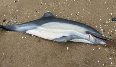 Dolphin flesh found in Coromandel man’s freezer after DoC search