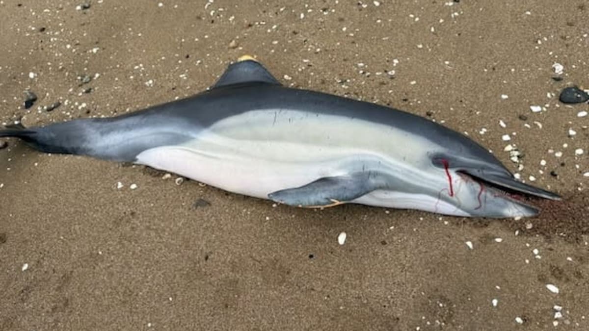 Dolphin flesh found in Coromandel man’s freezer after DoC search