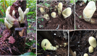 Ancient Fungus as Tall as a Traffic Cone Has Just Been Discovered in China : ScienceAlert